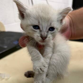 Domestic Short Hair and Siamese Cats Available for Adoption in Ardmore, Oklahoma - Gilly | PetCurious