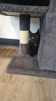 Chipper -  Domestic Short Hair Cat for Adoption in Mcpherson, Kansas - Chipper | PetCurious
