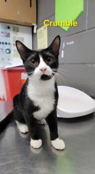 Domestic Short Hair Cats Available for Adoption in Fort Worth, Texas - Crumble | PetCurious