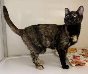 Tortoiseshell Cats Available for Adoption - Lilath - St Croix (kitten) | PetCurious