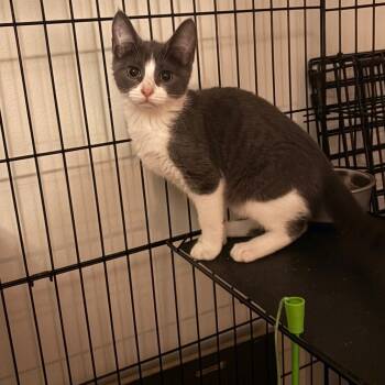 Soup -  Tuxedo Cat for Adoption in Wanaque, New Jersey - Soup | PetCurious