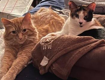 Domestic Medium Hair Cats Available for Adoption - Petra & Cleo | PetCurious