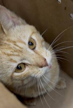 Carver -  Domestic Short Hair Cat for Adoption in West Chester, Pennsylvania - Carver | PetCurious