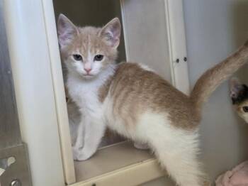 BUCKY -  Domestic Short Hair Cat for Adoption in Salinas, California - BUCKY | PetCurious