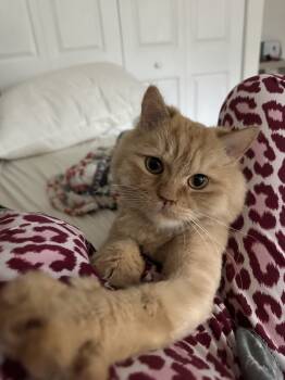 Rescue Persian Cats for Adoption in Vienna, Virginia - Castle | PetCurious