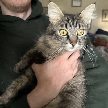 Perrie -  Domestic Long Hair Cat for Adoption in Grantsville, Utah - Perrie | PetCurious
