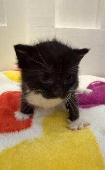 Domestic Short Hair Cats Available for Adoption in North Haledon, New Jersey - Rhea | PetCurious