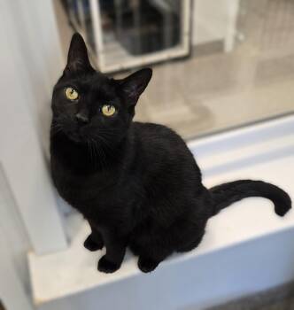 Rescue Domestic Short Hair Cats for Adoption in Warwick, New York - Talia | PetCurious