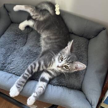 Ghost Energy -  Domestic Short Hair Cat Available for Adoption in Richmond, Virginia - Ghost Energy | PetCurious