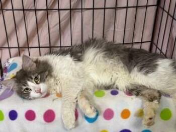 Domestic Long Hair and Tabby Cats Available for Adoption - Larry Love Heart | PetCurious