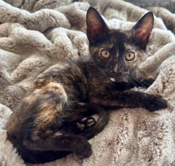 Diamond -  Domestic Short Hair Cat for Adoption in Herndon, Virginia - Diamond | PetCurious