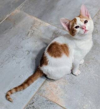 MINAKO -  Domestic Short Hair Cat for Adoption in Colorado Springs, Colorado - MINAKO | PetCurious