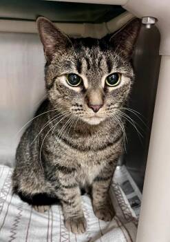 Domestic Short Hair Cats Available for Adoption in Cincinnati, Ohio - Toots | PetCurious