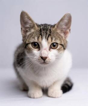 LATTE -  Domestic Short Hair Cat for Adoption in Jacksonville, Florida - LATTE | PetCurious
