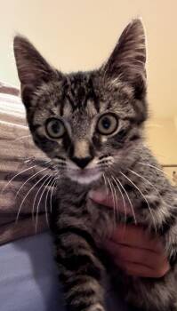 Domestic Short Hair and Tabby Cats Available for Adoption in Dallas, Texas - Wicket | PetCurious