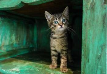 Domestic Short Hair Cats Available for Adoption in San Antonio, Texas - Terk | PetCurious