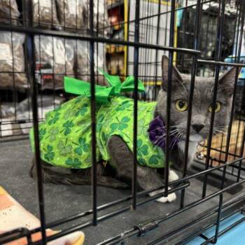 Esme -  Domestic Short Hair Cat for Adoption in Edmond, Oklahoma - Esme | PetCurious