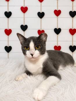 Courtney Love -  Domestic Short Hair Cat for Adoption in Corpus Christi, Texas - Courtney Love | PetCurious