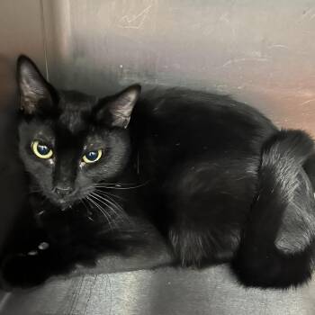 Priya -  Domestic Short Hair Cat for Adoption in Idaho Falls, Idaho - Priya | PetCurious