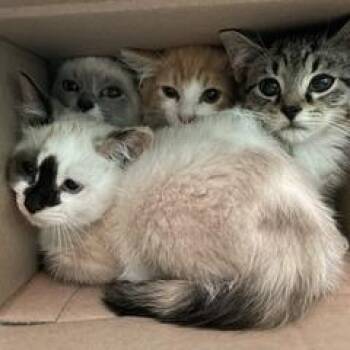 Miss Poutsalot -  Domestic Medium Hair and Siamese Cat for Adoption in Granville, Ohio - Miss Poutsalot | PetCurious
