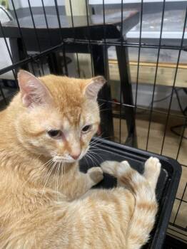 Butters 26 -  Domestic Short Hair Cat for Adoption in North Richland Hills, Texas - Butters 26 | PetCurious