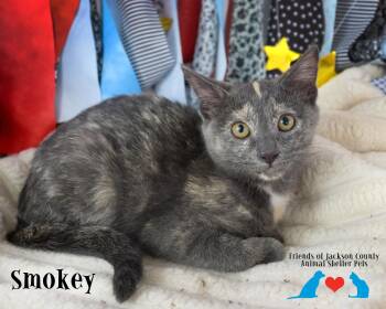 Smokey -  Domestic Short Hair and Dilute Tortoiseshell Cat for Adoption in Ocean Springs, Mississippi - Smokey | PetCurious