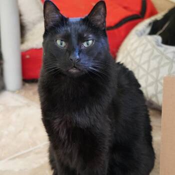 Mr Black -  Domestic Short Hair Cat for Adoption in Colorado Springs, Colorado - Mr Black | PetCurious