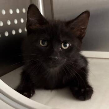 Luigi -  Domestic Short Hair Cat for Adoption in Pittsburgh, Pennsylvania - Luigi | PetCurious