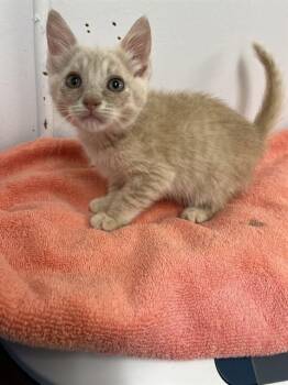 WRIGGLY -  Domestic Short Hair Cat for Adoption in Killeen, Texas - WRIGGLY | PetCurious