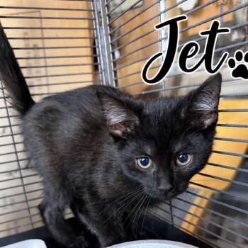Jet (PM group) -  Domestic Medium Hair Cat for Adoption in Lancaster, Ohio - Jet (PM Group) | PetCurious