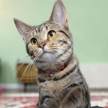 Tabby Cats Available for Adoption - Priscilla | PetCurious