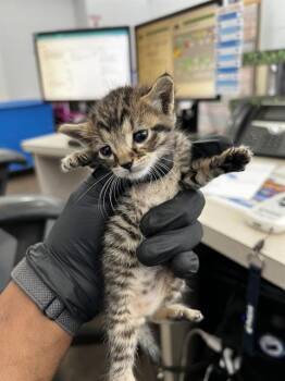 HAMM -  Domestic Medium Hair Cat for Adoption in Dallas, Texas - HAMM | PetCurious