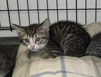 Rescue Domestic Short Hair Cats for Adoption in Anderson, Indiana - Tattoo | PetCurious