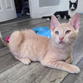 Rescue Domestic Short Hair Cats for Adoption in Wanaque, New Jersey - Jax | PetCurious