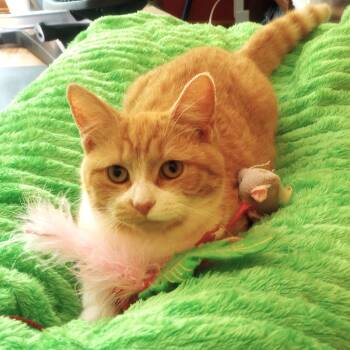 Honey -  Tabby and Domestic Short Hair Cat Available for Adoption in Smithfield, North Carolina - Honey | PetCurious