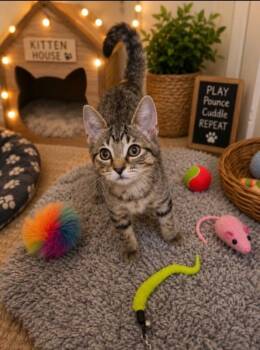 Ryder -  Domestic Short Hair Cat for Adoption in North Babylon, New York - Ryder | PetCurious