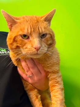 Ralph -  Domestic Short Hair Cat for Adoption in Delson, Quebec - Ralph | PetCurious