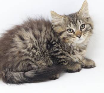Bun is soooo delicious - BONDED WITH CINNAMON - please read full -  Maine Coon Cat for Adoption in Bedford Hills, New York - Bun Is Soooo Delicious - BONDED WITH CINNAMON - Please Read Full | PetCurious