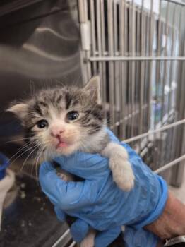 Domestic Short Hair Cats Available for Adoption in Pahrump, Nevada - L558 K1 | PetCurious