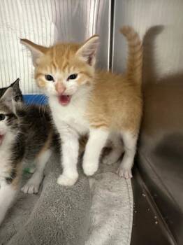 Buzz -  Domestic Short Hair Cat for Adoption in Lake City, Arkansas - Buzz | PetCurious