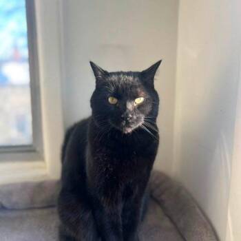 Pip -  Domestic Short Hair Cat for Adoption in Toronto, Ontario - Pip | PetCurious