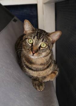Tabby Cats Available for Adoption - Luther  | PetCurious