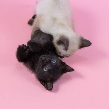 Cannon -  Domestic Short Hair Cat for Adoption in Dallas, Texas - Cannon | PetCurious