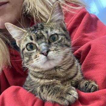 Domestic Short Hair Cats Available for Adoption - Pea Bee | PetCurious