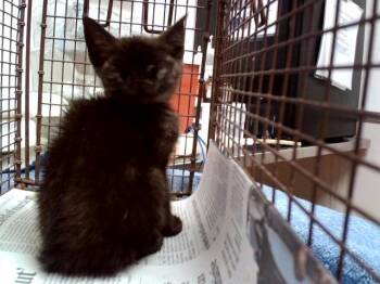 A1049391 -  Domestic Short Hair Cat for Adoption in Martinez, California - A1049391 | PetCurious
