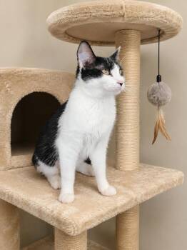 Patience 6802 -  Domestic Short Hair Cat for Adoption in Dallas, Texas - Patience 6802 | PetCurious