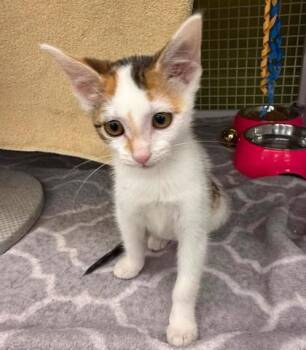 Sherry -  Domestic Short Hair Cat for Adoption in Kansas City, Missouri - Sherry | PetCurious
