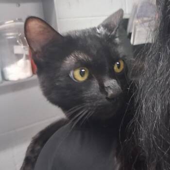 Cumin -  Domestic Short Hair Cat for Adoption in Summerville, South Carolina - Cumin | PetCurious
