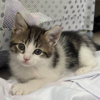 Tink -  Domestic Short Hair Cat for Adoption in San Antonio, Texas - Tink | PetCurious
