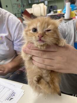 Domestic Short Hair Cats Available for Adoption in Burnsville, North Carolina - Jitterbug | PetCurious